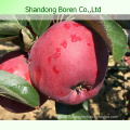 High Quality for Exporting Fresh Huaniu Apple